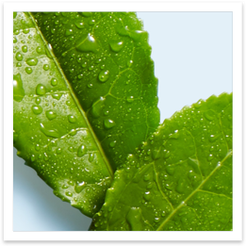 Black tea complex Image
